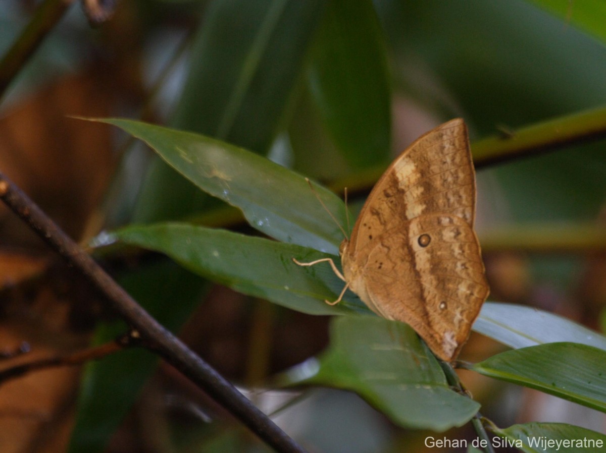 Discophora lepida Moore, 1857